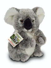 Koalabär 21 cm - Kuscheltier