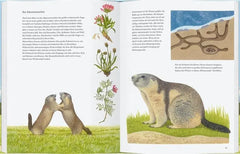 Adler, Bär und Murmeltier - 9783836962773 Gerstenberg Verlag