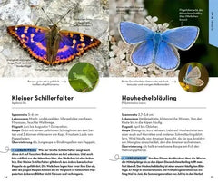 Basic Schmetterlinge