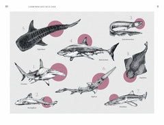 Faszination Haie - Wächter der Meere - 9783701183159 Leykam