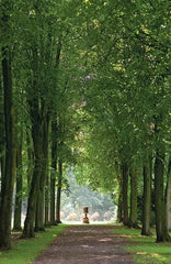 In einem fremden Park - 9783458645078 Insel Verlag