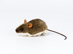 Waldmaus