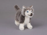 Huskywelpe