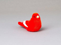 Kanarienvogel rot Kösen