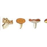 Masking Tape mushroom Merlo