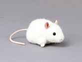 Maus Pieps weiß Kösen