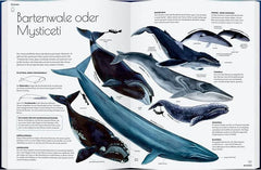 Wale - Giganten der Meere - 9783836963336 Gerstenberg Verlag