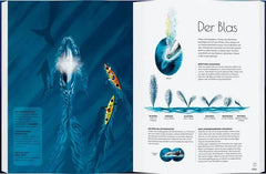 Wale - Giganten der Meere - 9783836963336 Gerstenberg Verlag