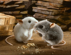 Maus Pops grau
