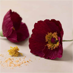 Mini Kreativ Set Krepp - Mohn cchobby