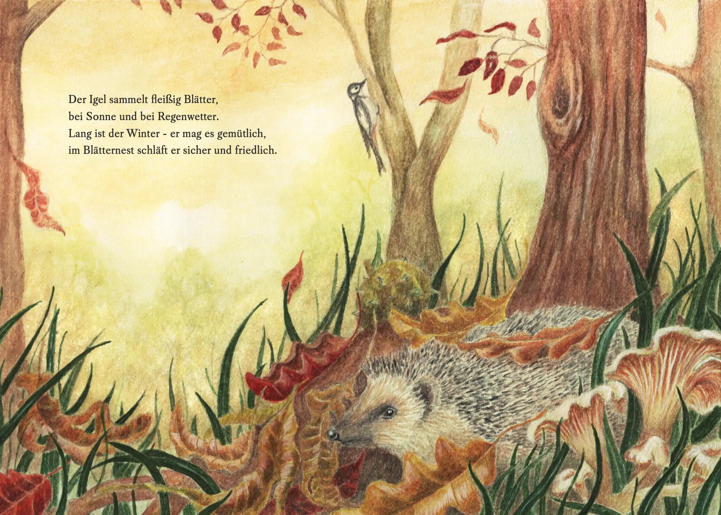 Illustration eines Igels, der in einem Blätternest im Wald schläft.