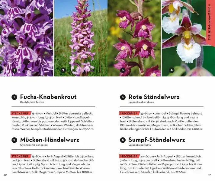 Basic Alpenblumen - 9783440173992 Franckh-Kosmos Verlag