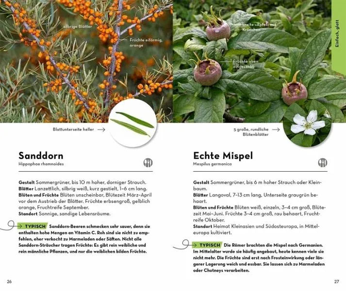 BASIC Bäume - 9783440173909 Franckh-Kosmos Verlag