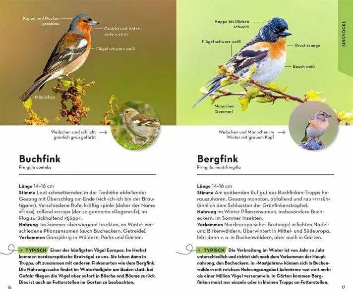 BASIC Gartenvögel Franckh-Kosmos Verlag