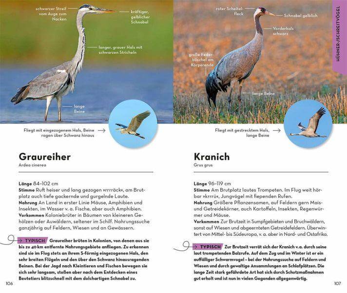 BASIC Gartenvögel Franckh-Kosmos Verlag