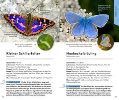 Basic Schmetterlinge