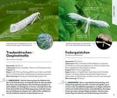 Basic Schmetterlinge