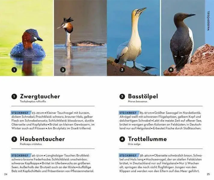 BASIC Vögel Franckh-Kosmos Verlag