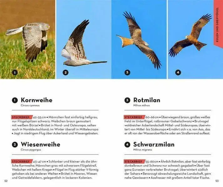 BASIC Vögel Franckh-Kosmos Verlag