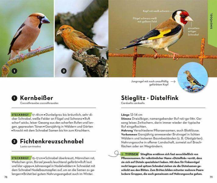 BASIC Vögel Franckh-Kosmos Verlag