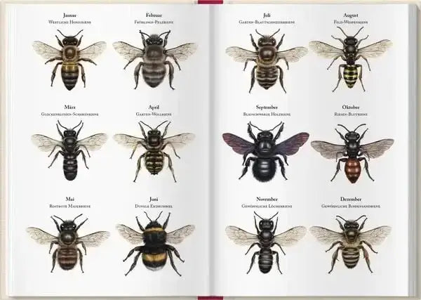 bienenkalender-2027-kunstundspiel-3 - kunstundspiel 