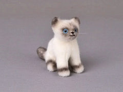 Birmakätzchen Kösen