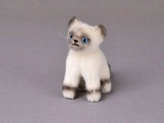 Birmakätzchen Kösen