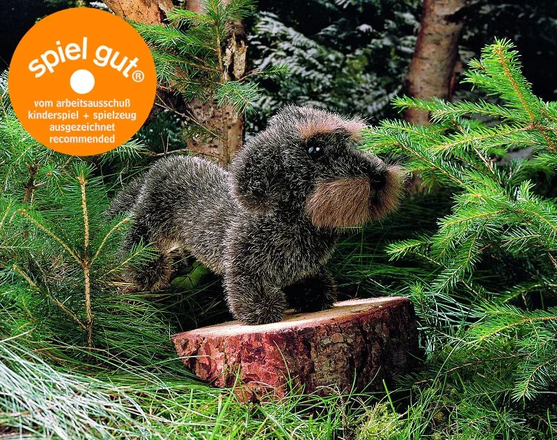 Rauhaardackel Zausel Kösen