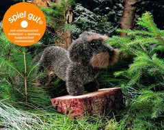 Rauhaardackel Zausel Kösen