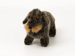 Rauhaardackel Zausel Kösen