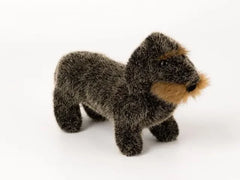 Rauhaardackel Zausel Kösen