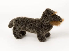 Rauhaardackel Zausel Kösen