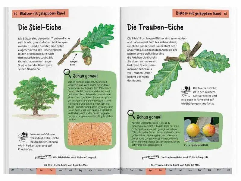 Welcher Baum ist das? - Kindernaturführer Kosmos