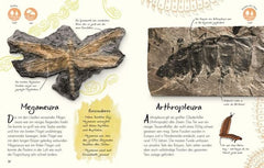 Wundervolle Welt – Kleine Schätze: Fossilien